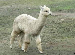 吃瓜羊驼的视频大全,趣味视频大全集锦