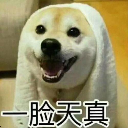 带你吃瓜解说沙雕视频大全,沙雕视频大全趣味盘点