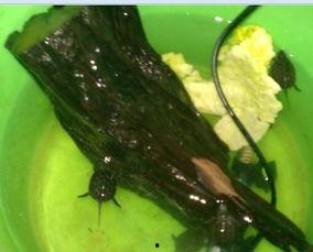 乌龟可以吃瓜蛆草吗视频,瓜蛆草——乌龟的新宠美食