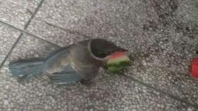 措不及防的吃瓜视频,网友热议不断