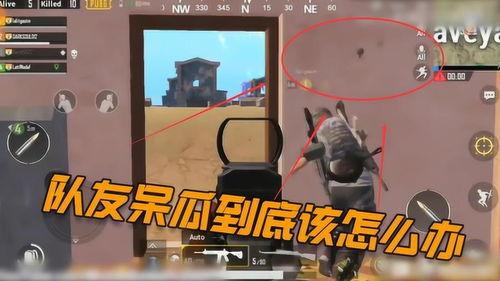 吃鸡呆瓜队友是谁啊视频,揭秘“吃鸡呆瓜队友”背后的神秘人物