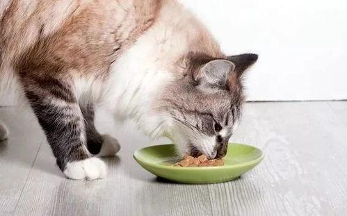 猫咪可以吃棚瓜嘛视频教程,揭秘南瓜的正确食用方法