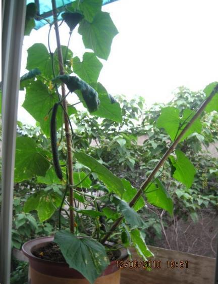 黄瓜大丰收吃瓜视频,吃瓜群众欢乐多