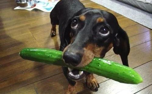 吃瓜白狗视频大全在线观看,吃瓜白狗视频大全，欢乐瞬间尽收眼底