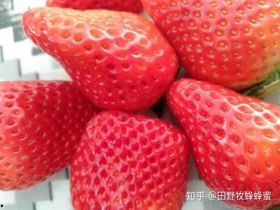 蜜瓜草莓能一起吃吗视频,营养互补还是禁忌相冲？