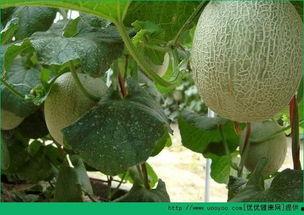 牧民吃哈密瓜视频播放,沙漠中的甜蜜邂逅