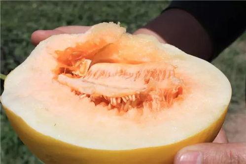 玉珑蜜瓜好吃吗怎么吃视频,视频教你如何品尝佳肴