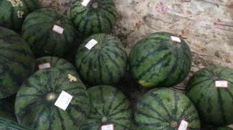 郑州吃瓜视频,揭秘街头美食背后的故事