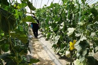 山东曹县最新的吃瓜视频,揭秘当地特色美食与民间趣事