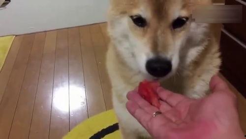 播放狗狗吃瓜视频,狗狗吃瓜萌态大赏