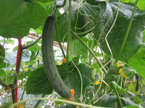 吃瓜视频李大雄瓜,一场网络热议背后的真相