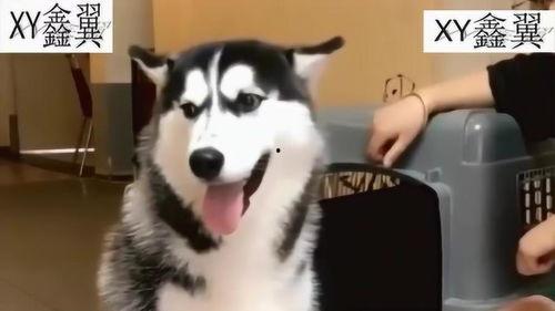 二哈吃大骨瓜视频大全在线观看