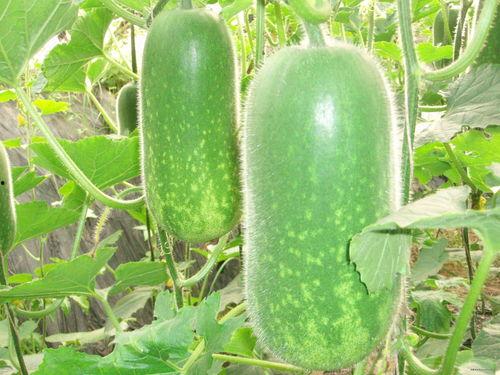 大网红八卦吃瓜视频下载,幕后真相大曝光！