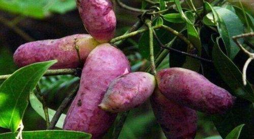 八月瓜鹦鹉可以吃吗视频,视频解析