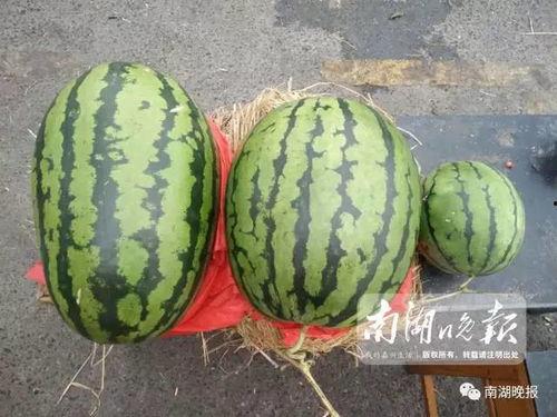 嘉兴被爆吃瓜视频,一场全民围观的网络狂欢