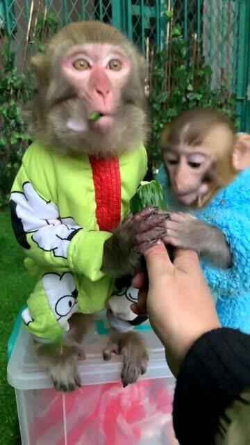 小猴和人吃瓜视频,温馨互动萌翻网友